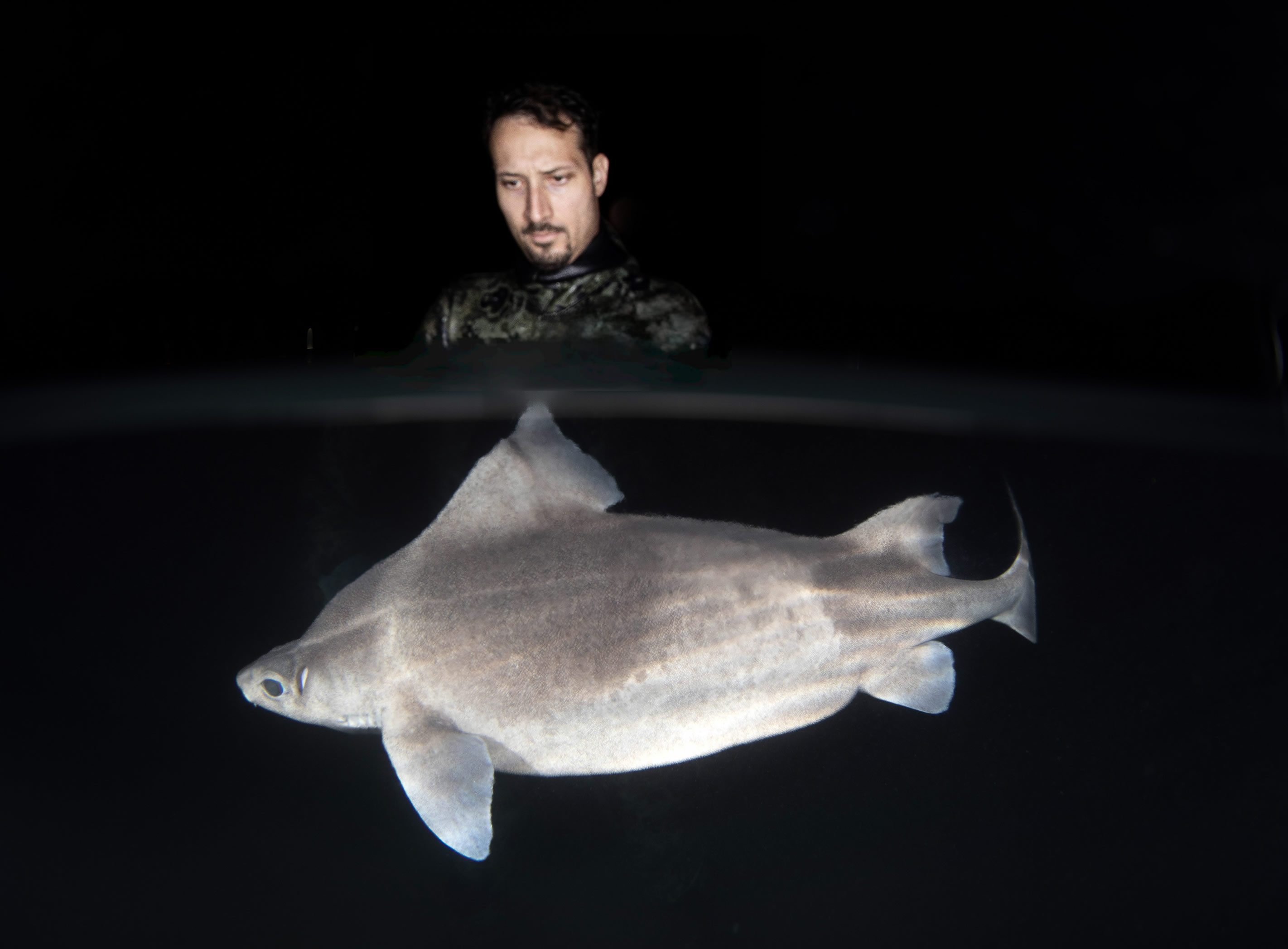 Cartilaginous Fishes of the Adriatic: New Findings and Implications for Management and Conservation